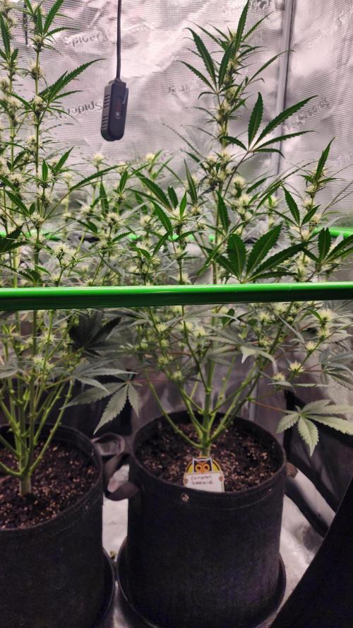 Night owl 11/25. Week 6