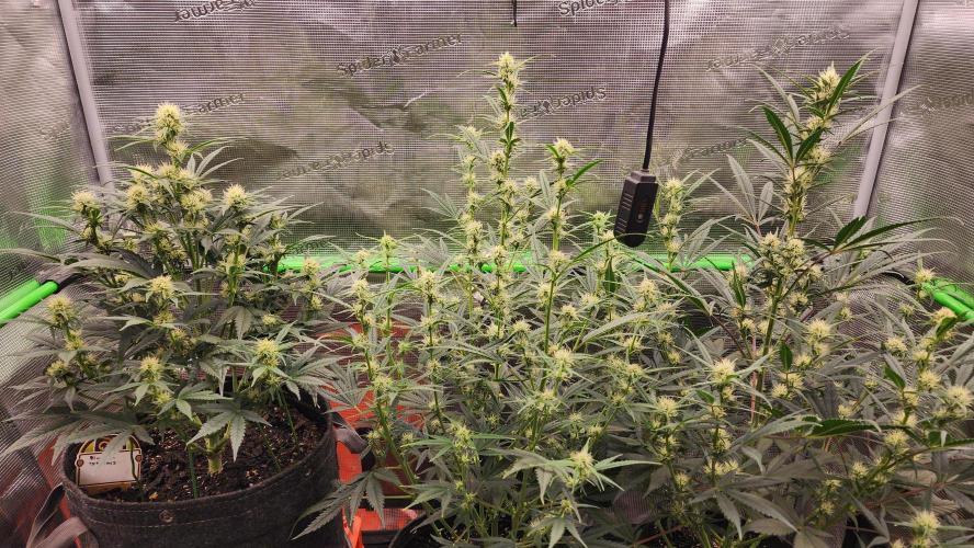 Night owl 11/25. Week 6