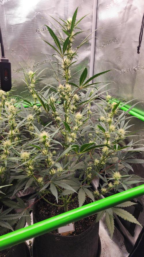 Night owl 11/25. Week 6