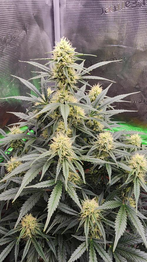 Night owl 11/25. Week 7