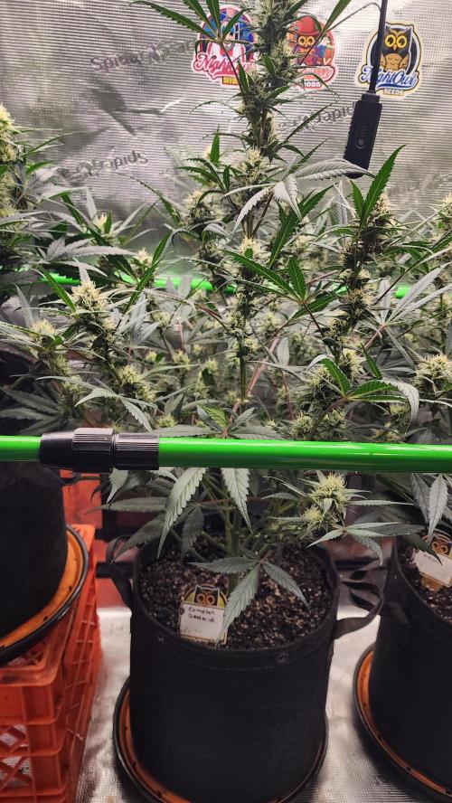 Night owl 11/25. Week 7