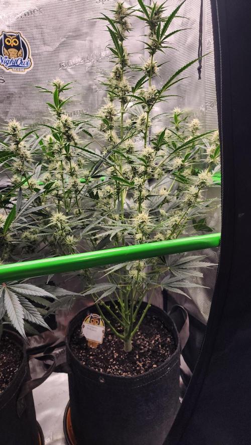 Night owl 11/25. Week 7