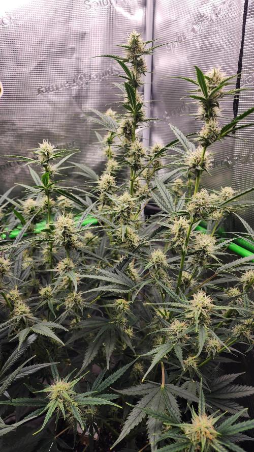 Night owl 11/25. Week 7