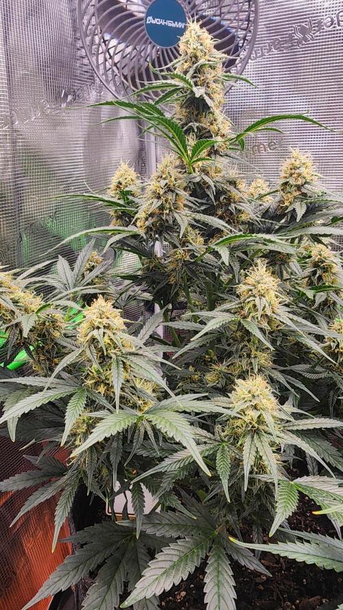 Night owl 11/25. Week 8