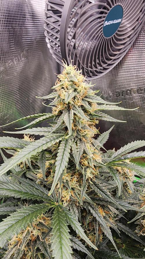 Night owl 11/25. Week 8