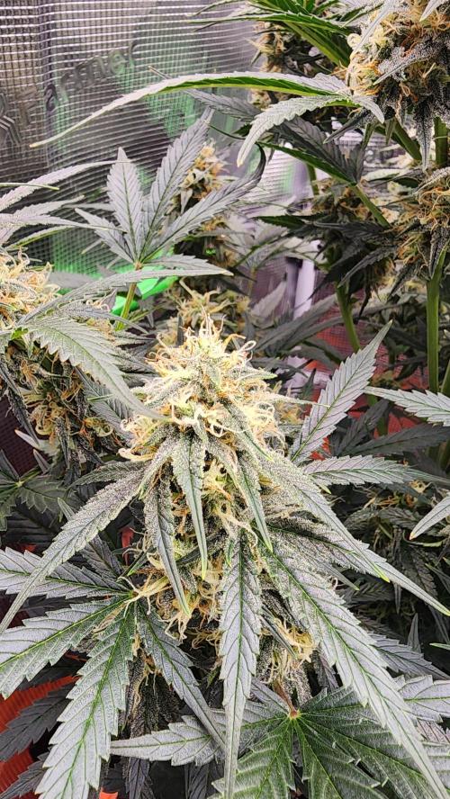 Night owl 11/25. Week 8