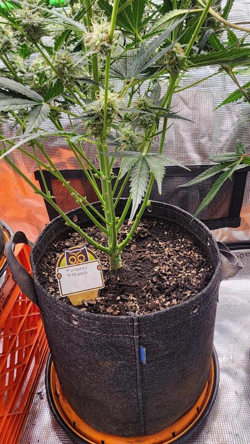 Night owl 11/25. Week 8