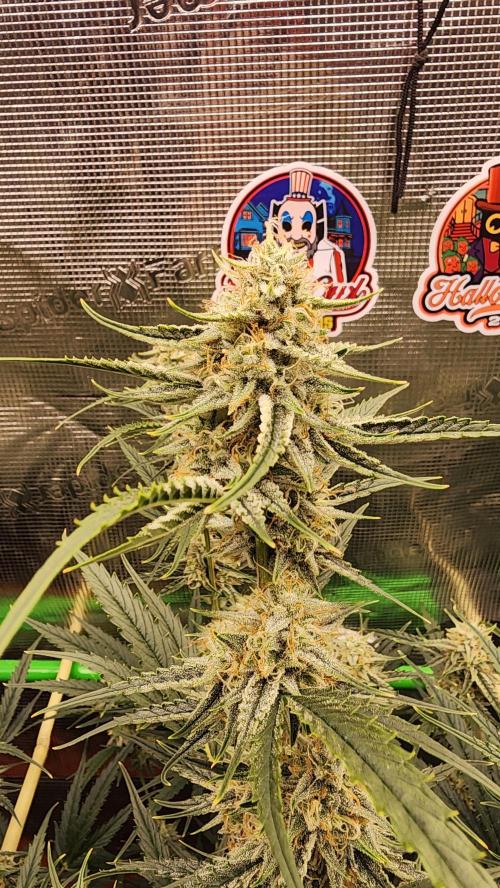 Night owl 11/25. Week 8