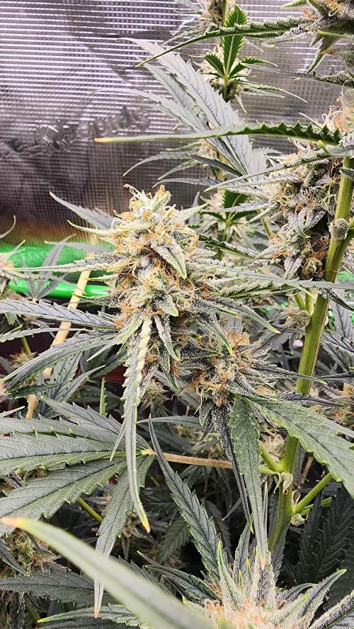 Night owl 11/25. Week 8