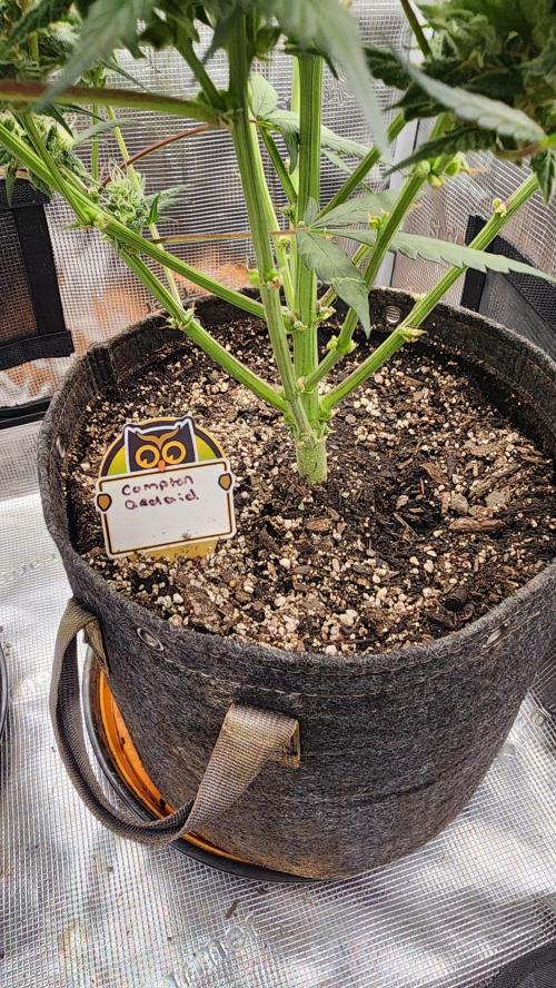 Night owl 11/25. Week 8