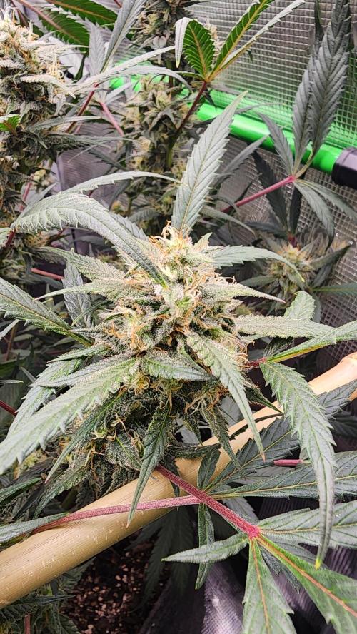 Night owl 11/25. Week 8