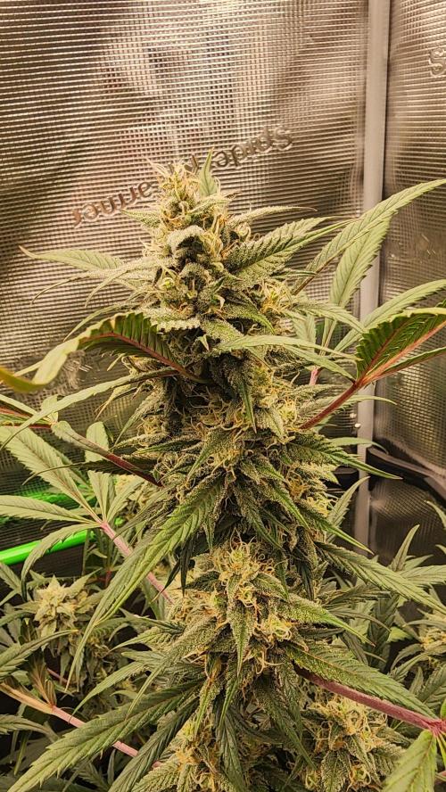 Night owl 11/25. Week 8