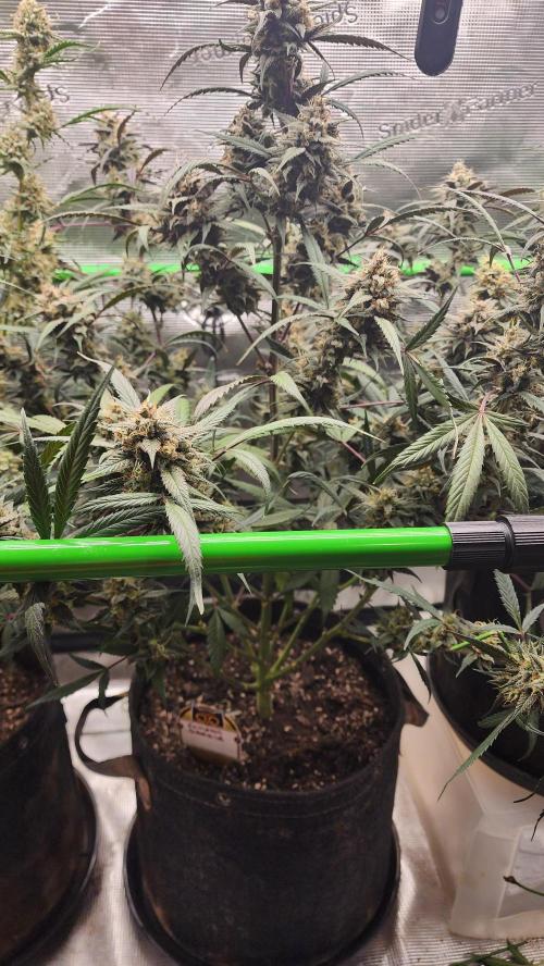 Night owl 11/25. Week 9