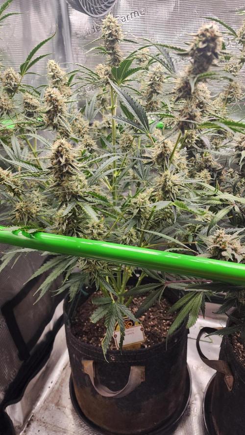 Night owl 11/25. Week 9