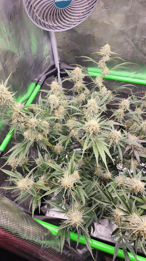 Night owl 11/25. Week 9