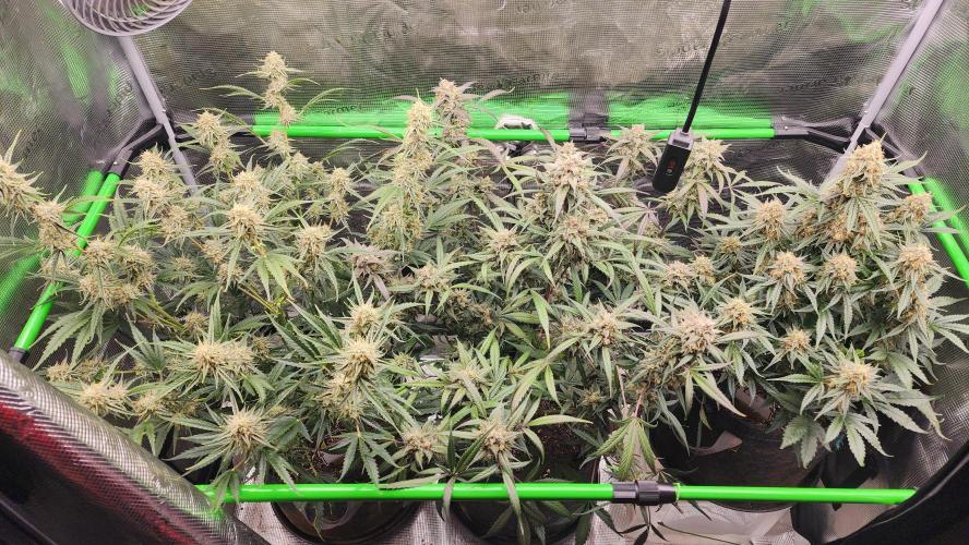 Night owl 11/25. Week 9