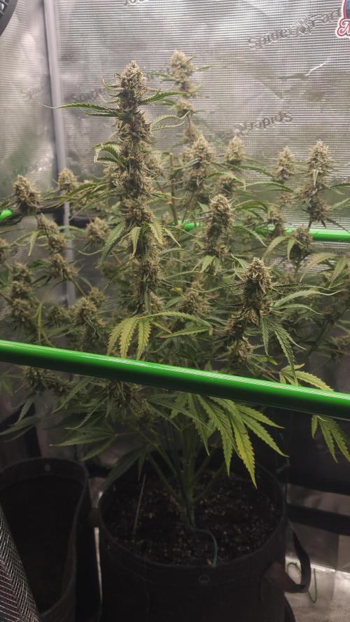 Night owl 11/25. Week 10