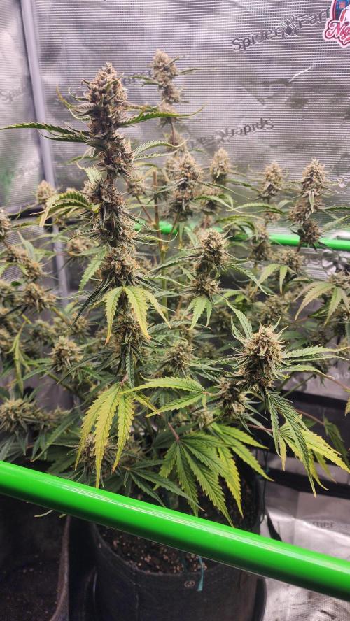 Night owl 11/25. Week 10