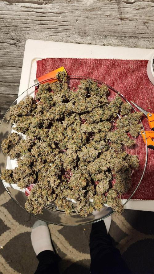 Night owl 11/25. Week 11