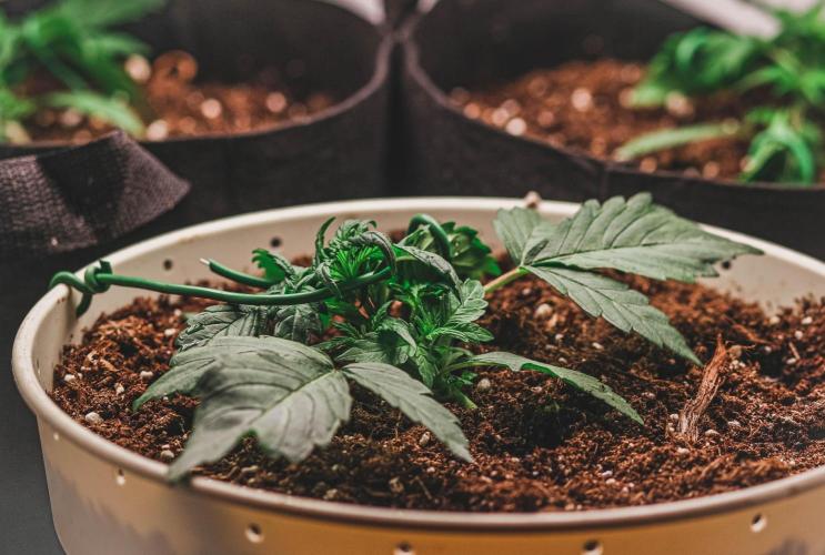 Auto Black Opium.. Week 2 - Most fast growing plant. Lives in a 9L pot.