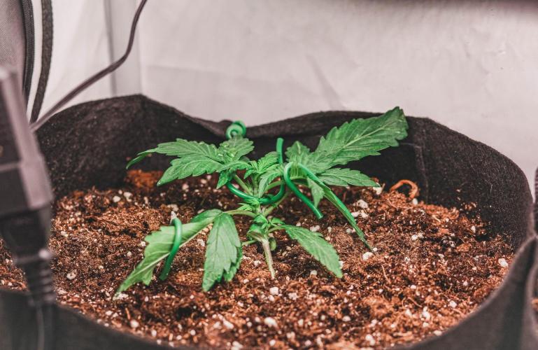 Auto Black Opium.. Week 2 - Least fast growing plant. 19L pot.