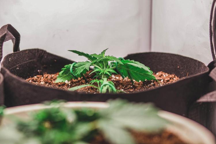 Auto Black Opium.. Week 2