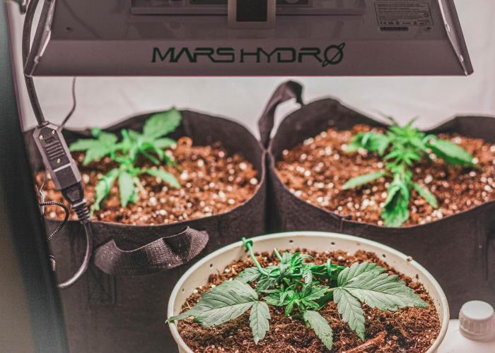 Auto Black Opium.. Week 2