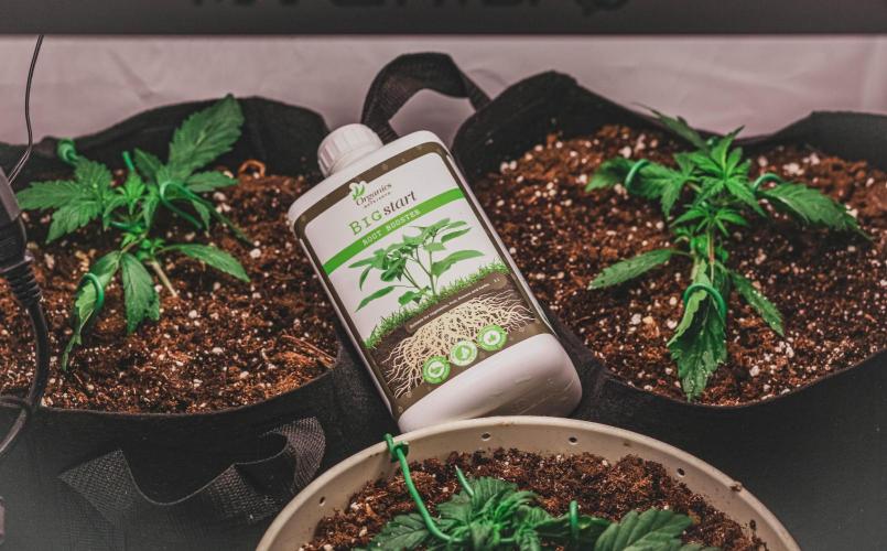 Auto Black Opium.. Week 2