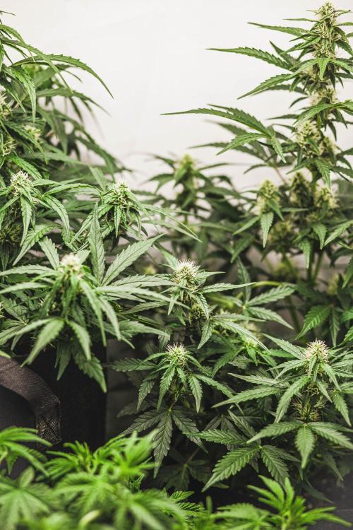 2 Autos + 1 Photo. 60x60. 150W LED.. Week 5