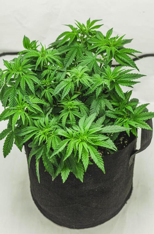 2 Autos + 1 Photo. 60x60. 150W LED.. Week 5 - Gorilla Glue #4