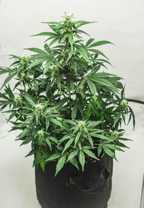 2 Autos + 1 Photo. 60x60. 150W LED.. Week 5 - Blue Cheese Auto