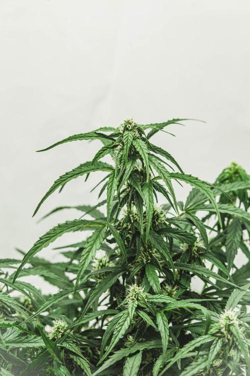 2 Autos + 1 Photo. 60x60. 150W LED.. Week 5 - Blue Cheese Auto