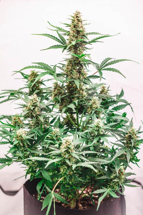 2 Autos + 1 Photo. 60x60. 150W LED.. Week 6