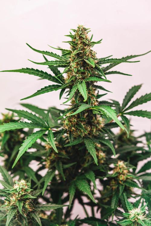 2 Autos + 1 Photo. 60x60. 150W LED.. Week 6