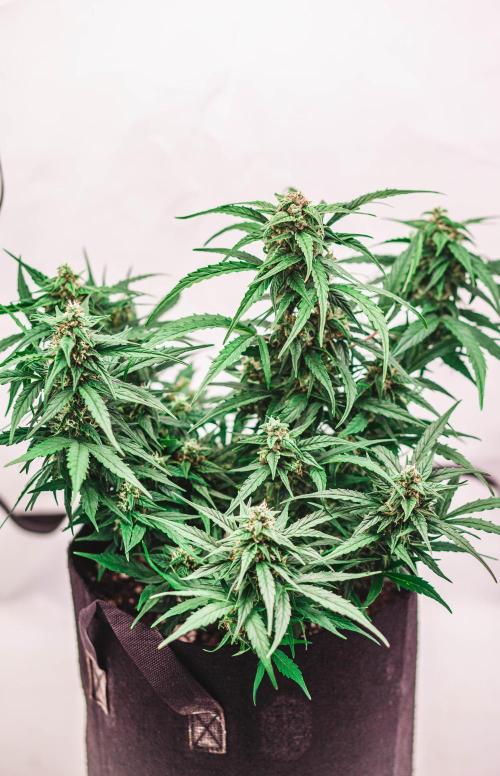 2 Autos + 1 Photo. 60x60. 150W LED.. Week 6