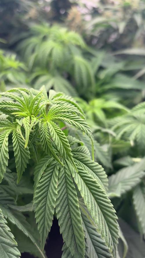 2 Autos + 1 Photo. 60x60. 150W LED.