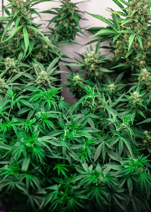 2 Autos + 1 Photo. 60x60. 150W LED.. Week 7