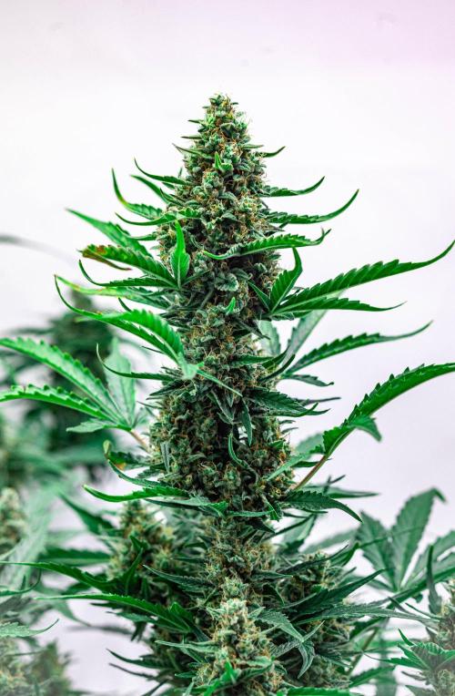 2 Autos + 1 Photo. 60x60. 150W LED.. Week 7