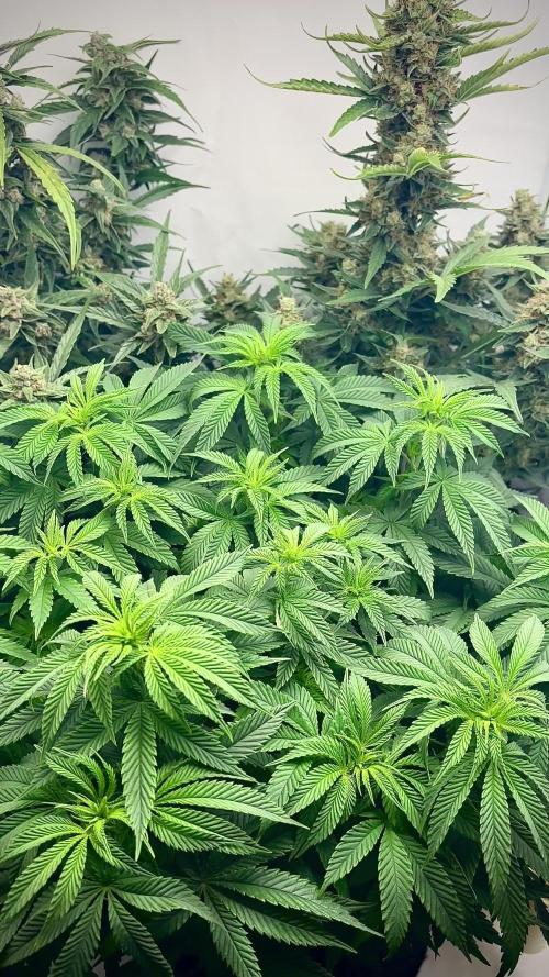 2 Autos + 1 Photo. 60x60. 150W LED.