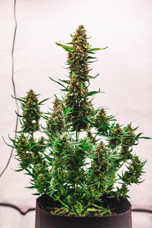 2 Autos + 1 Photo. 60x60. 150W LED.. Week 8