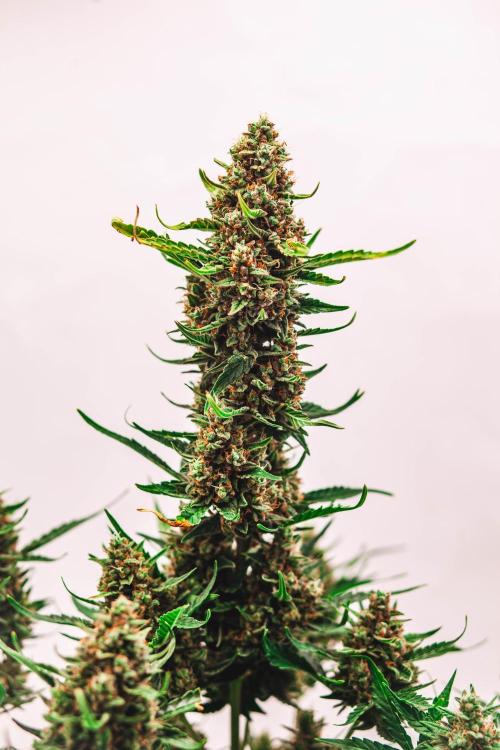 2 Autos + 1 Photo. 60x60. 150W LED.. Week 8