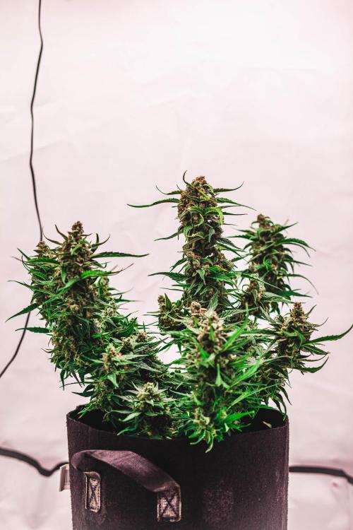 2 Autos + 1 Photo. 60x60. 150W LED.. Week 8