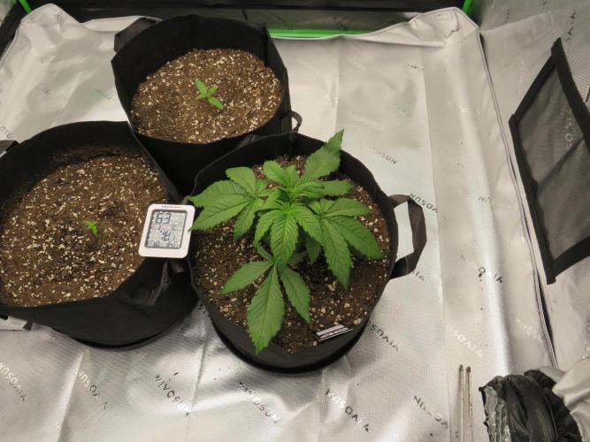 First Timer All Around!. Week 2