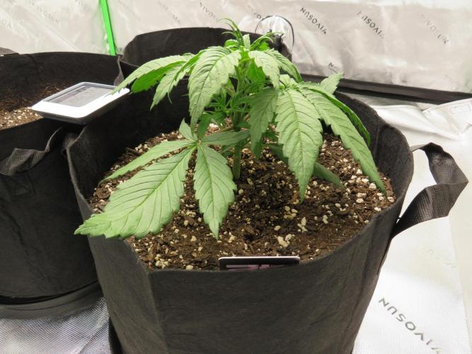 First Timer All Around!. Week 2