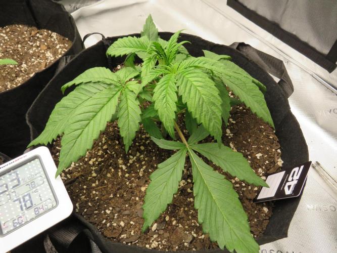 First Timer All Around!. Week 2