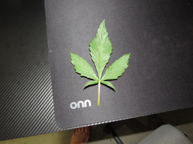 First Timer All Around!. Week 2