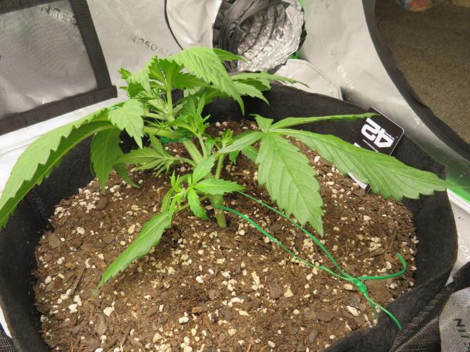 First Timer All Around!. Week 2 - LST 