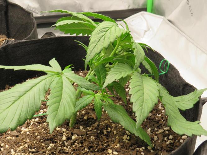 First Timer All Around!. Week 2 - LST