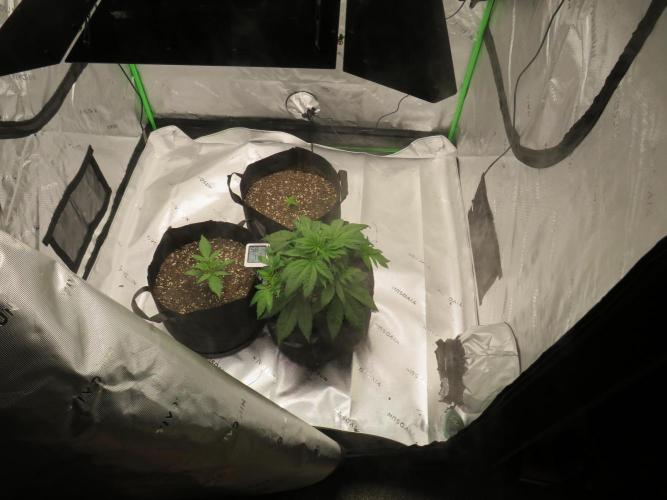 First Timer All Around!. Week 3