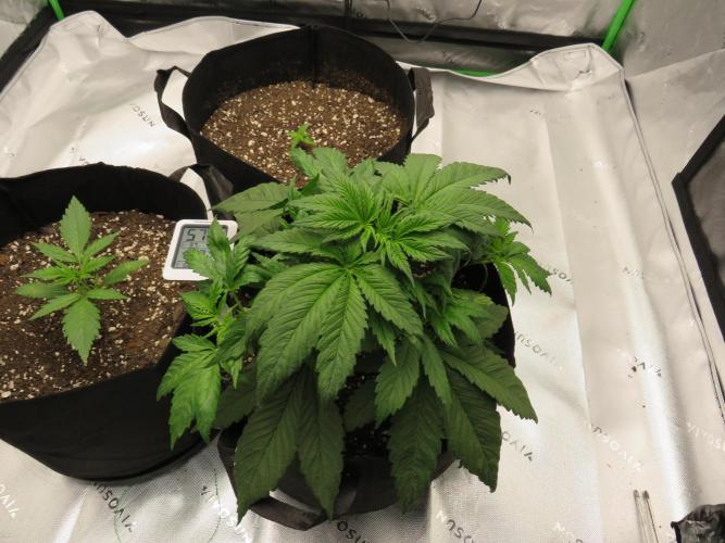 First Timer All Around!. Week 3